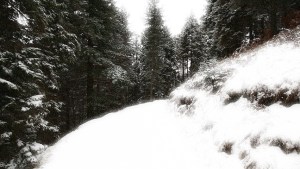 snowy path